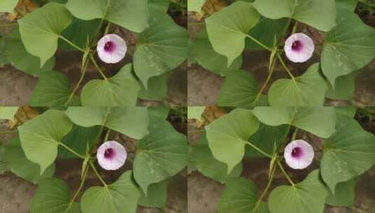 紫薯植物叶子高清在线视频素材下载