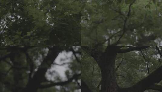 共青森林公园樟树高清在线视频素材下载