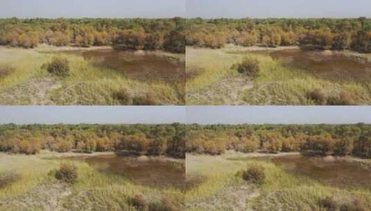 新疆轮台胡杨林公园自然风光航拍高清在线视频素材下载