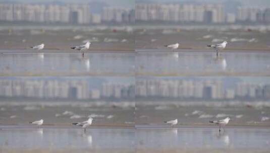 秦皇岛海鸥 海鸟高清在线视频素材下载