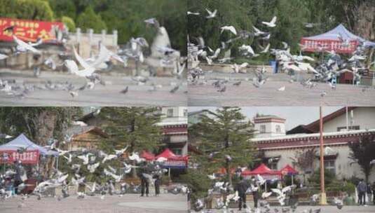 鸽子飞鸽飞鸟广场动物高清在线视频素材下载