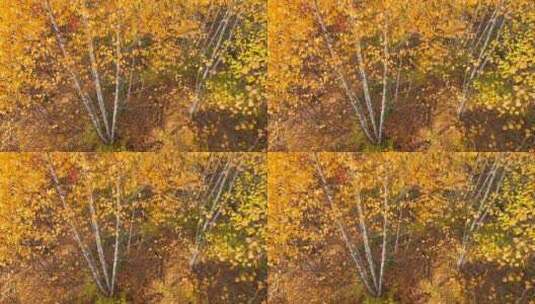 秋季金黄色的树林和落叶 高处俯拍 4k高清在线视频素材下载