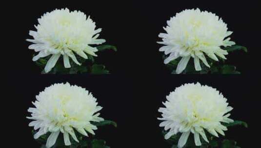 美丽的白菊花绽放过程高清在线视频素材下载