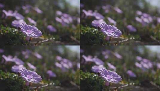 很多伊波莫属的罂粟花也被称为紫色牵牛花高清在线视频素材下载