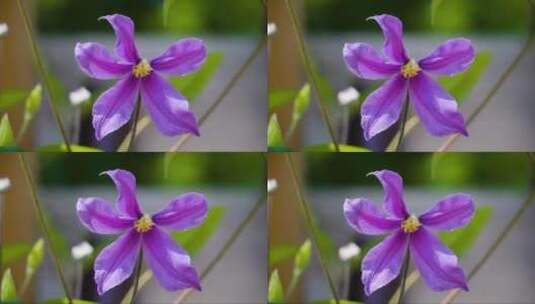 铁线莲植物的四瓣紫色花高清在线视频素材下载