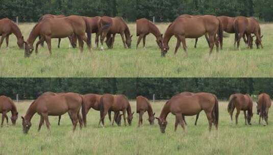 一群马儿在吃草高清在线视频素材下载