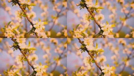 春天绽放的花朵高清在线视频素材下载
