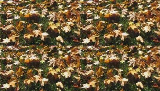 秋日地上的落叶高清在线视频素材下载