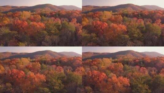 大自然秋天的森林树木高清在线视频素材下载