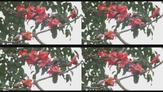 树枝上红色的花朵高清在线视频素材下载