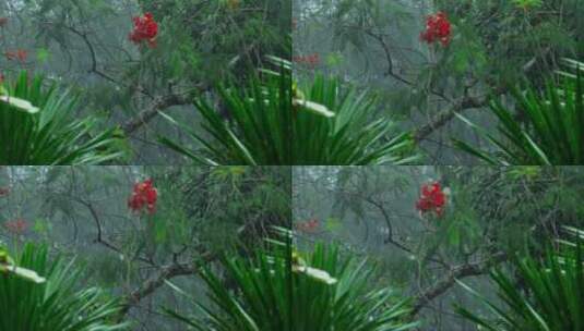 暴雨击打着森林里的树和花朵高清在线视频素材下载