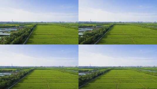 天津西青郊野公园水稻稻田航拍高清在线视频素材下载