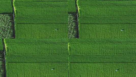 俯拍绿色农田水稻种植竖屏高清在线视频素材下载