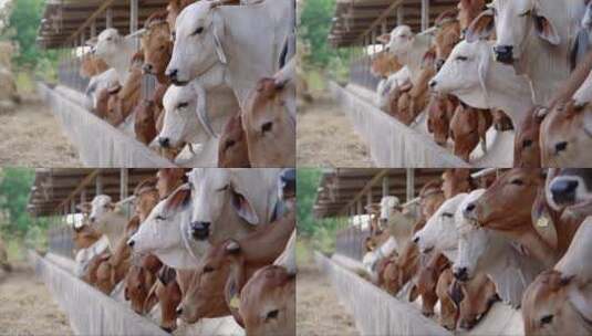 畜牧业。牛栏里的棕色和白色奶牛高清在线视频素材下载