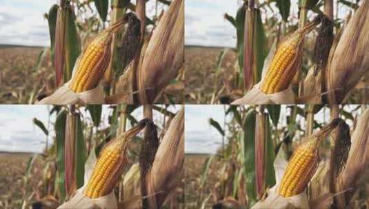 田间的麦秆上的黄色玉米棒高清在线视频素材下载