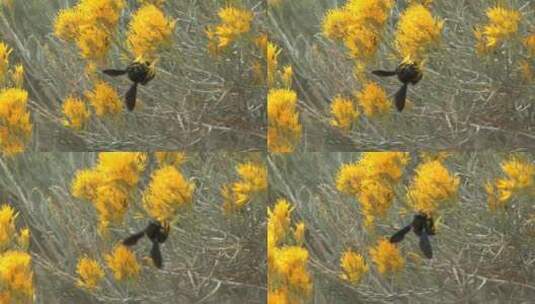 黄色花朵上的蜜蜂特写高清在线视频素材下载