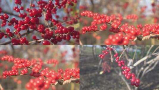 北美冬青鲜红的果实1高清在线视频素材下载