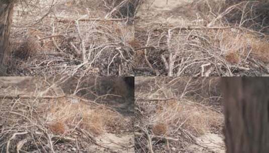 沙漠胡杨林枯树残枝败叶荒漠枯萎的树枝树干高清在线视频素材下载