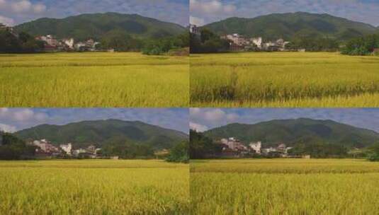 航拍大山水稻成熟高清在线视频素材下载