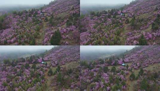 云南香格里拉夏季花卉 高山杜鹃群高清在线视频素材下载