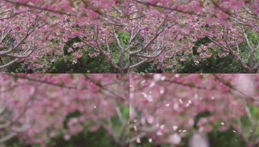 春天樱花园里樱花盛开的自然风景慢镜高清在线视频素材下载