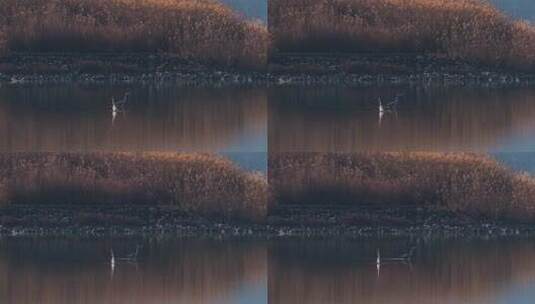 杭州南湖生态鸟类升格空镜高清在线视频素材下载