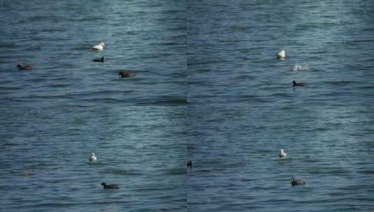 海鸥鸭子在湖面上游泳唯美古风高清在线视频素材下载