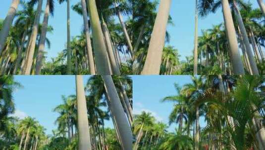仰拍 仰视 热带风情 棕榈树 大王椰子树高清在线视频素材下载