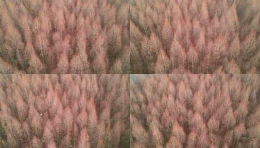冬季树林航拍画面高清在线视频素材下载