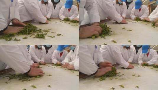 名茶湖北恩施州非遗技艺手工茶玉露茶蒸青茶高清在线视频素材下载