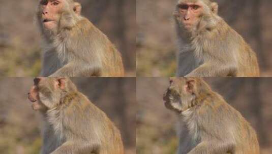 连云港花果山景区一只猴子4K高清在线视频素材下载