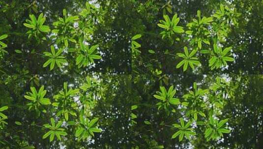 森林中，阳光打亮的绿色树叶高清在线视频素材下载