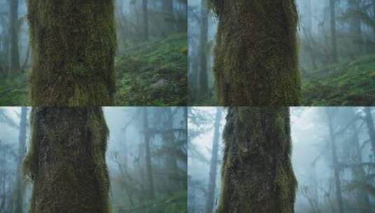 阴雨天气迷雾森林高清在线视频素材下载