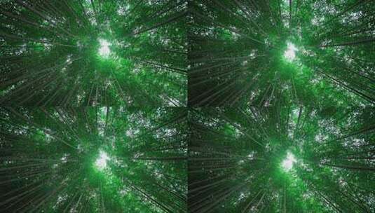 绿色竹林高清在线视频素材下载