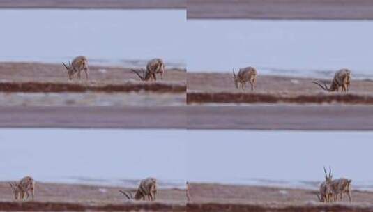 4K高清实拍高原野生动物藏羚羊高清在线视频素材下载