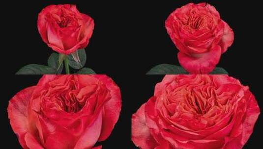 玫瑰花红色庆典绽放延时摄影1高清在线视频素材下载