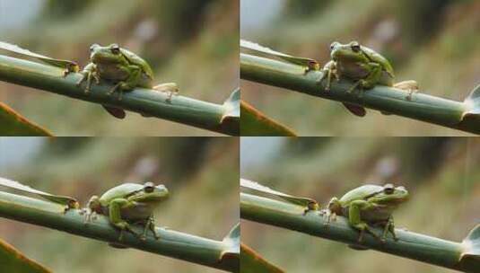 植物上的可爱小树蛙高清在线视频素材下载