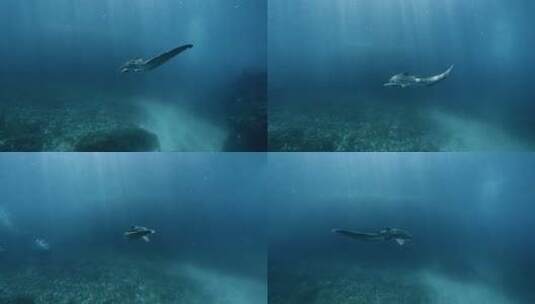 水下拍摄豹纹鲨高清在线视频素材下载