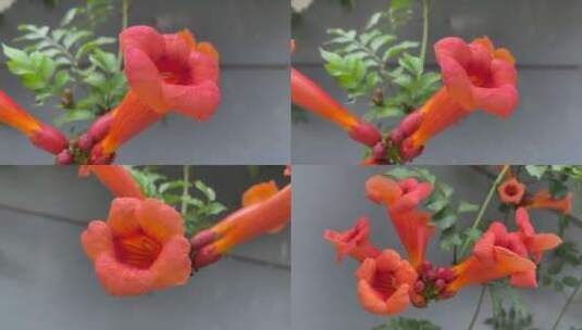 实拍室内盆栽喇叭花火红色花朵盛开视频素材高清在线视频素材下载