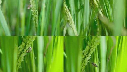 蜜蜂在稻花上采蜜高清在线视频素材下载