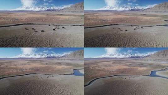 新疆喀什塔县塔合曼湿地风光高清在线视频素材下载