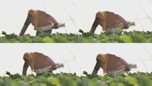 地拍辽宁丹东大棚果农采摘草莓近景高清在线视频素材下载