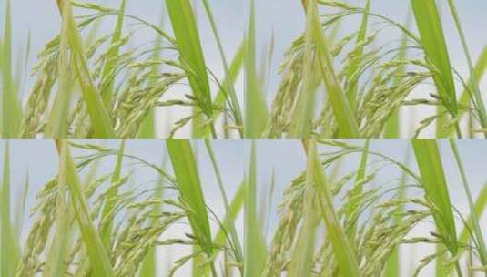 麦穗特写水稻高清在线视频素材下载