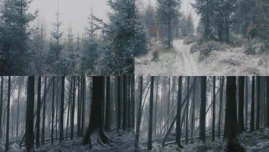 大雪中的森林雪景慢镜头下雪雪花冬季高清在线视频素材下载