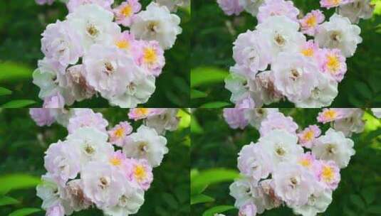 春天蔷薇花花朵开放4K高清在线视频素材下载