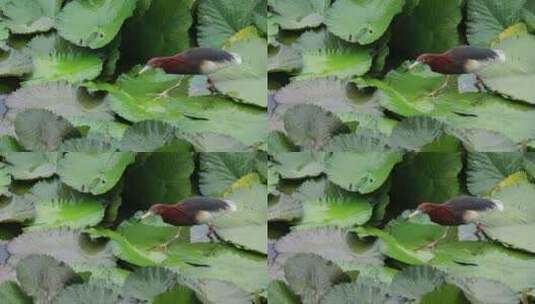 雨天夏天池鹭荷叶捕食高清在线视频素材下载