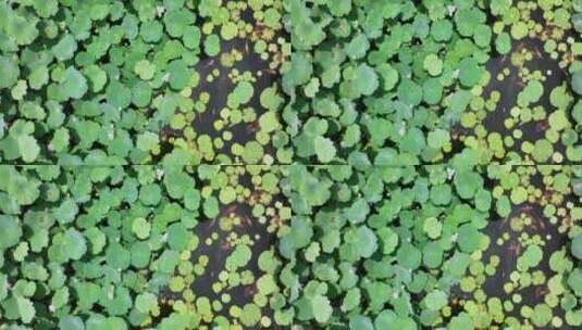 荷花池和锦鲤航拍高清在线视频素材下载