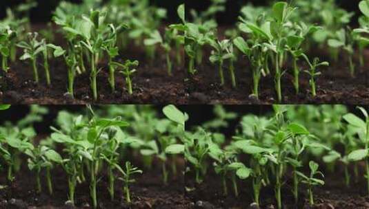 植物生长延时高清在线视频素材下载