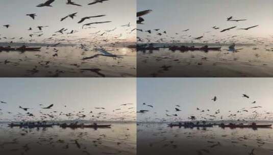 竖屏、湖面上飞行的鸟群高清在线视频素材下载