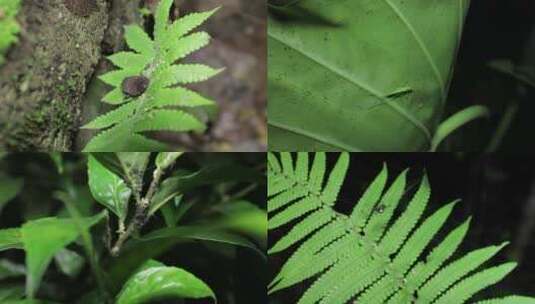 C蕨类植物虫蚁4K实拍视频高清在线视频素材下载